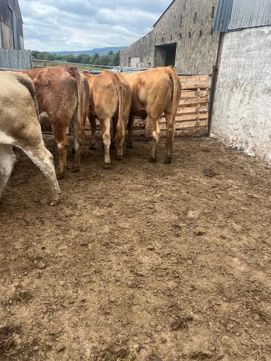 Store heifers - Image 2