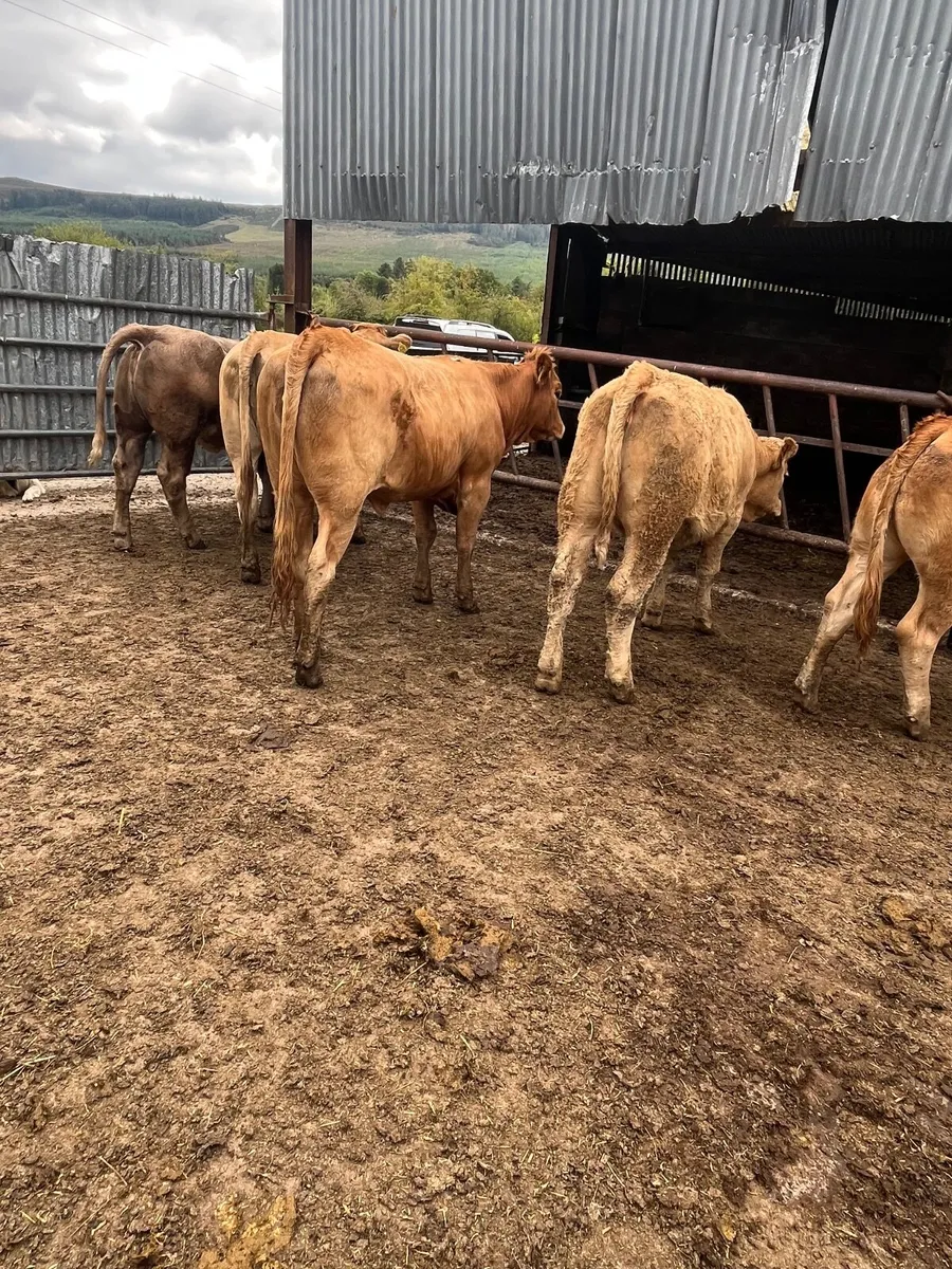 Store heifers - Image 4