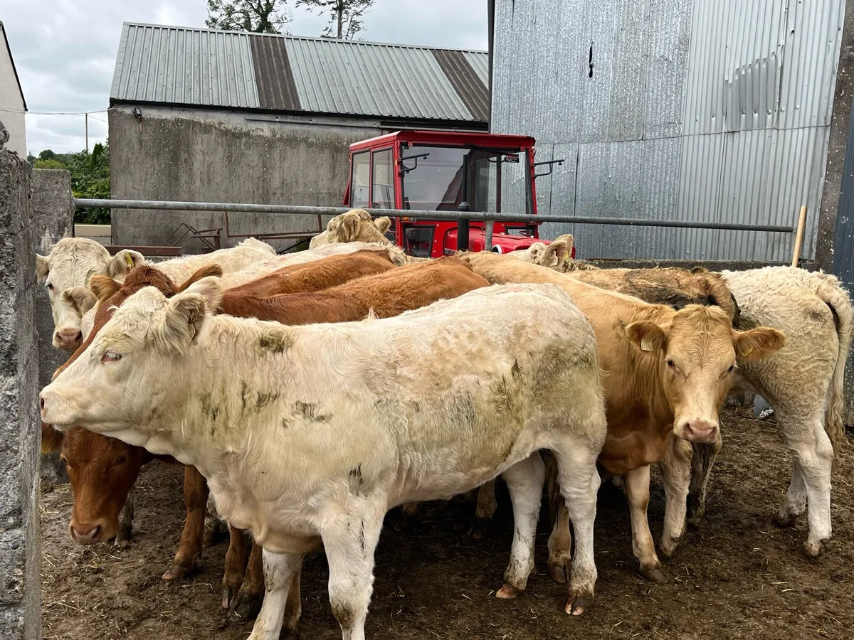 12 Store Heifers - Image 1