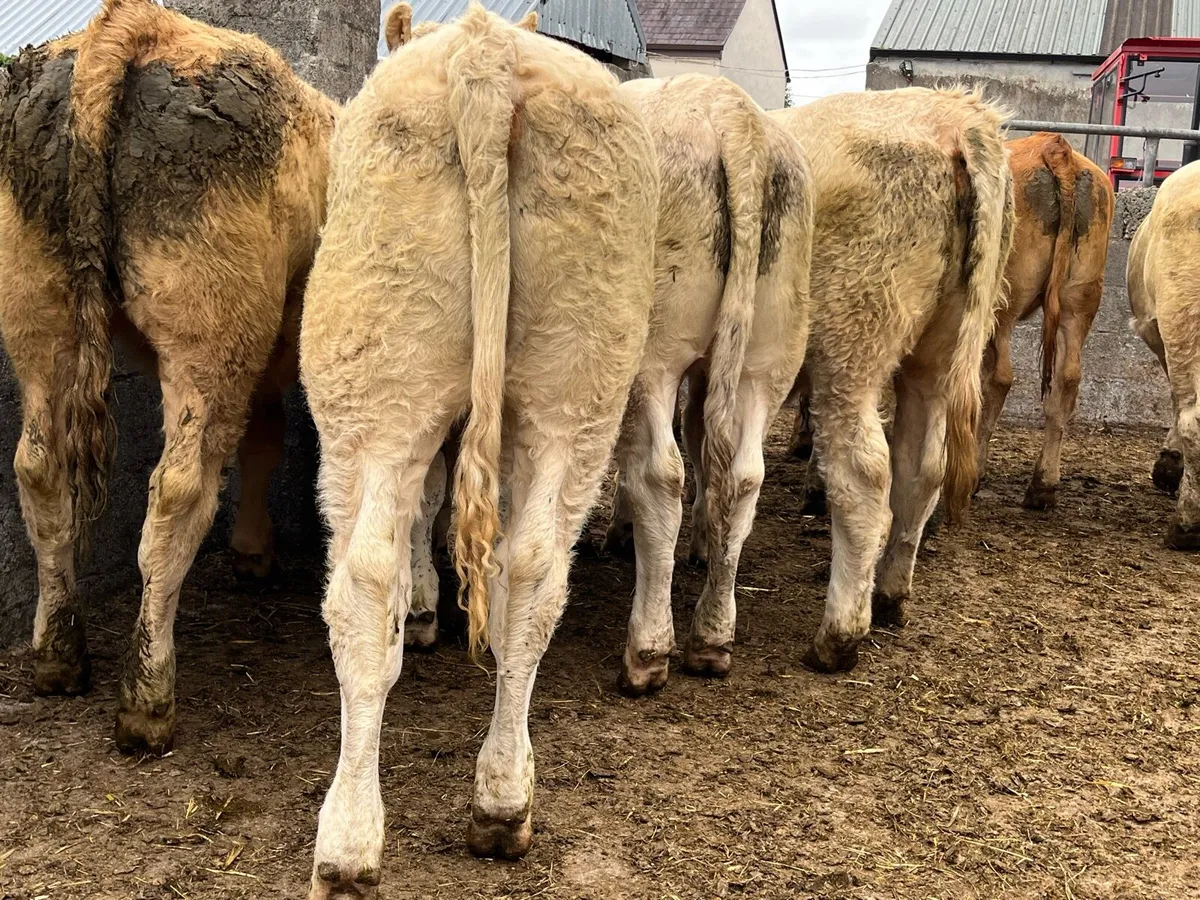 12 Store Heifers - Image 2