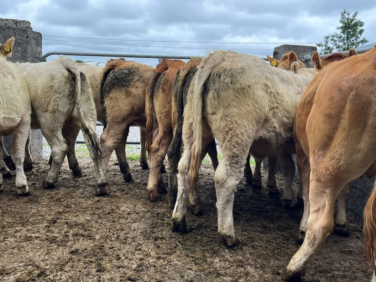 12 Store Heifers - Image 3