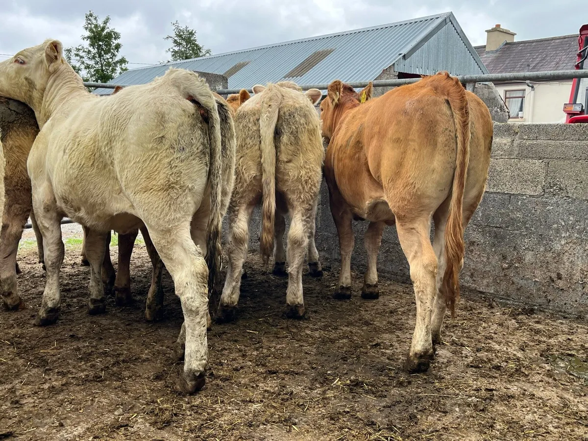 12 Store Heifers - Image 4