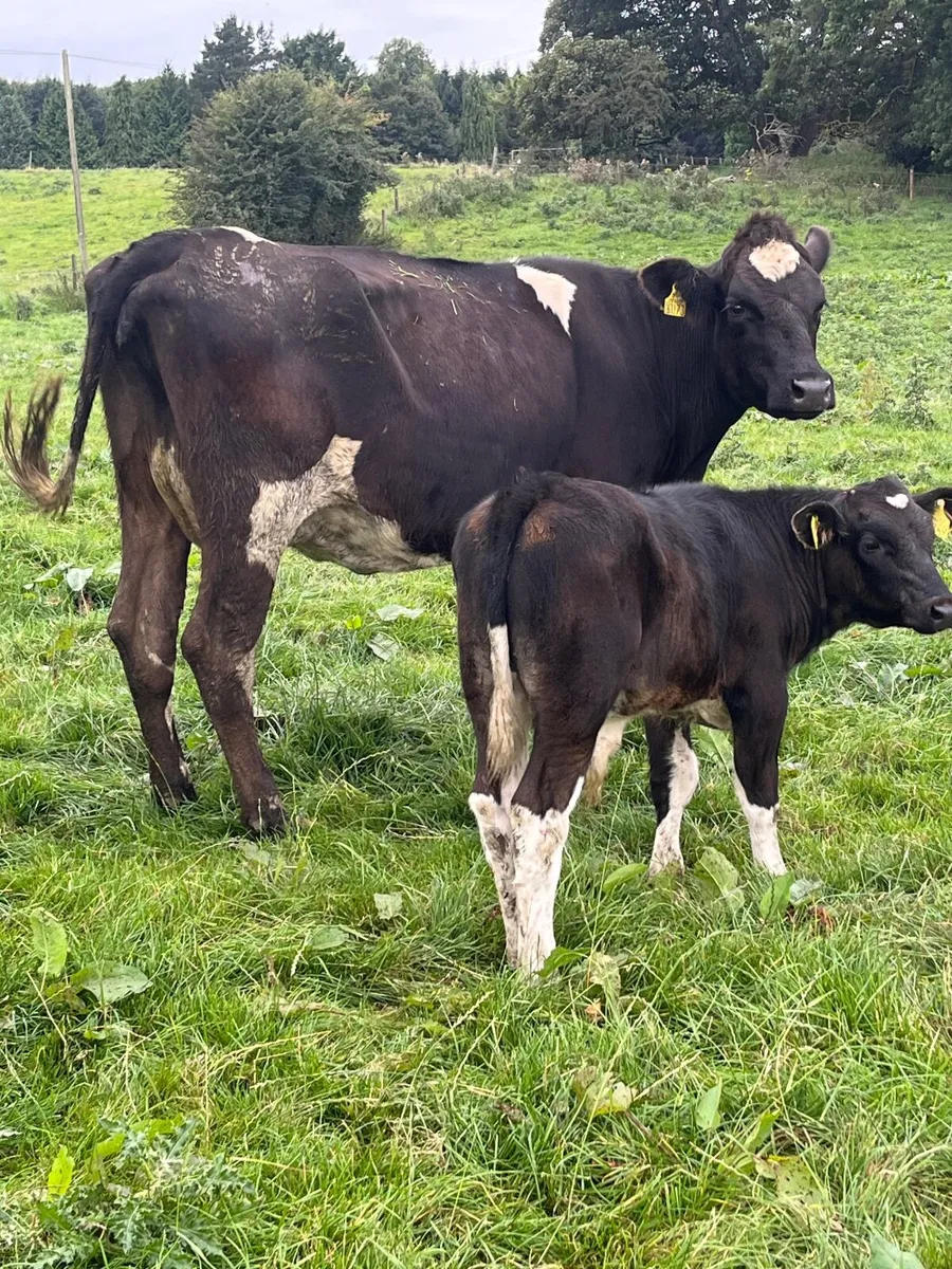 Cow and calf - Image 1