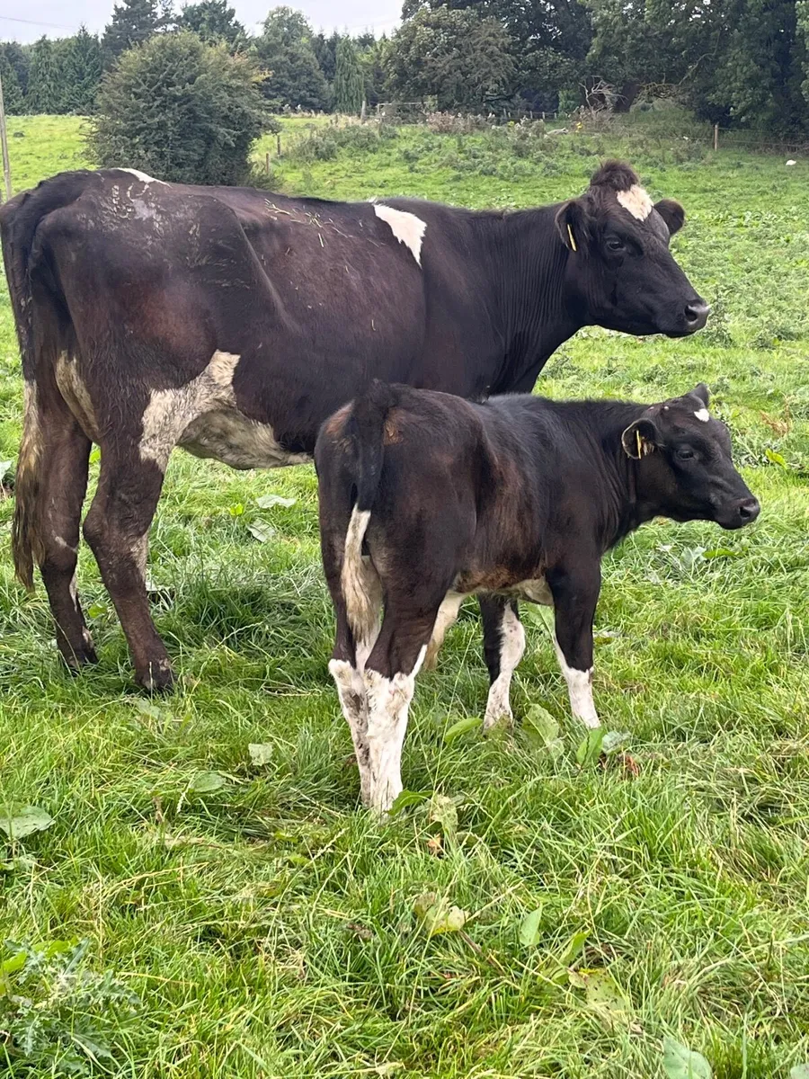 Cow and calf - Image 2