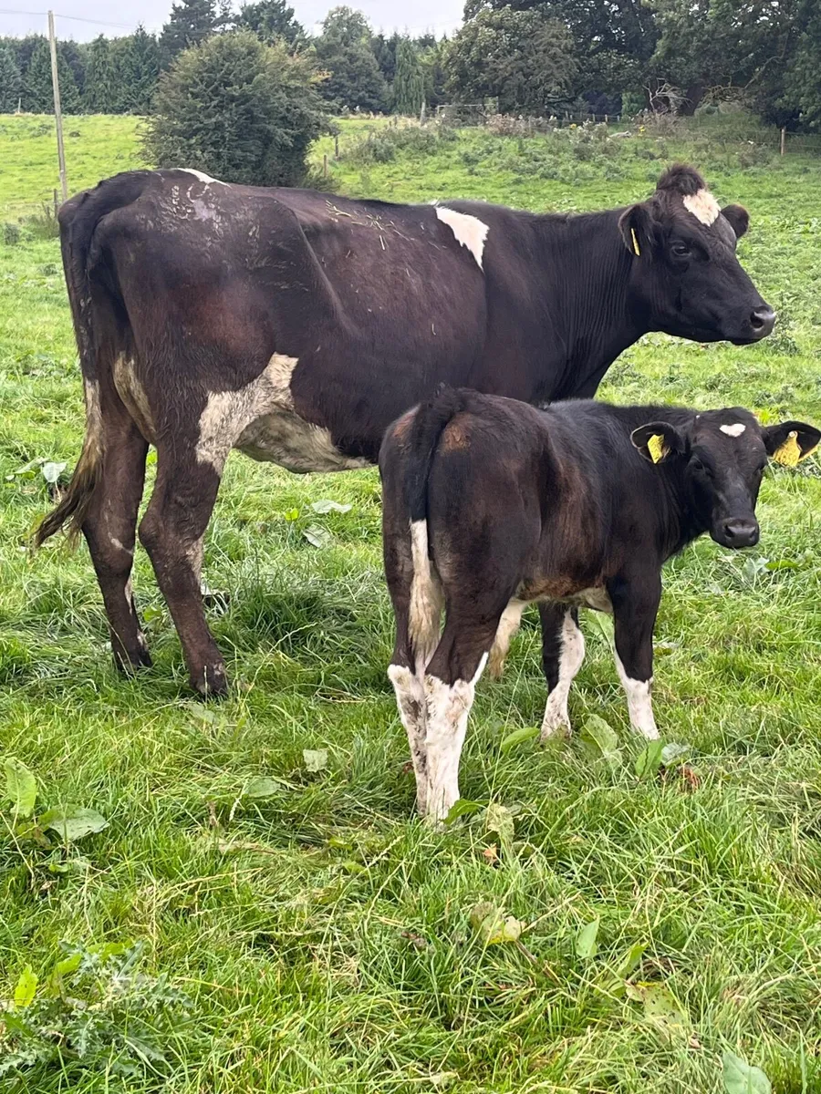 Cow and calf - Image 3