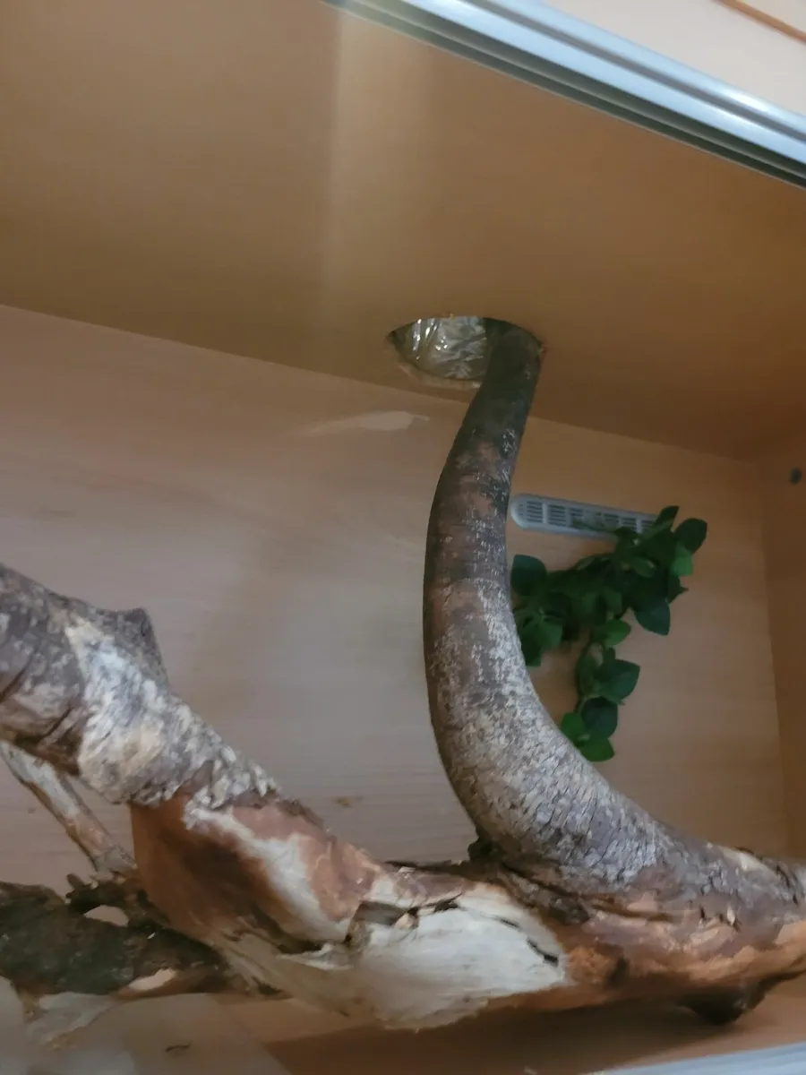 Terrarium/vivarium + accessories - Image 3