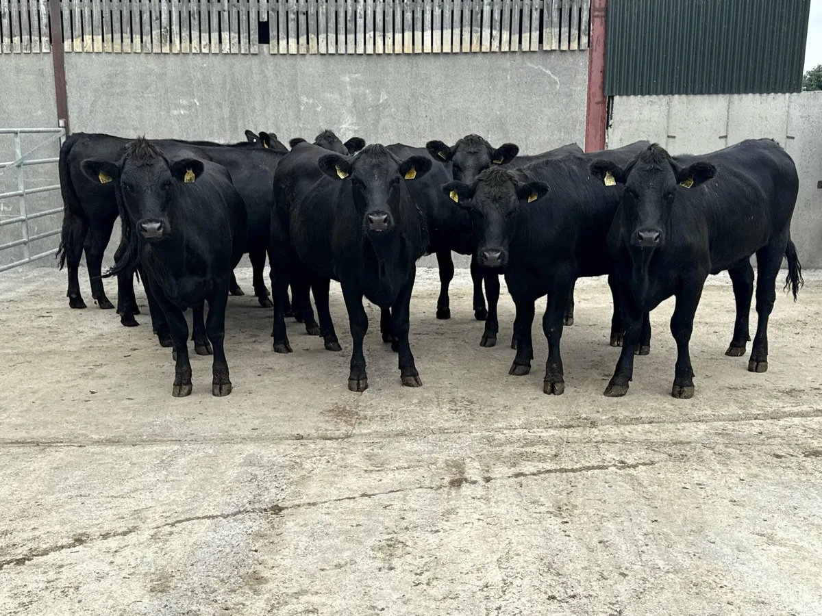 10 Aberdeen Angus Store Heifers (470kgs) - Image 1