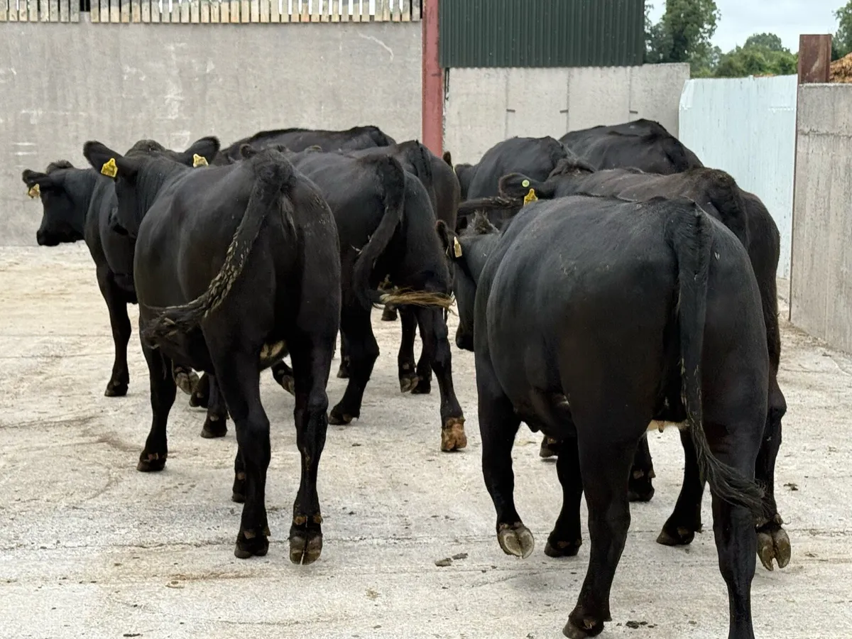 10 Aberdeen Angus Store Heifers (470kgs) - Image 2