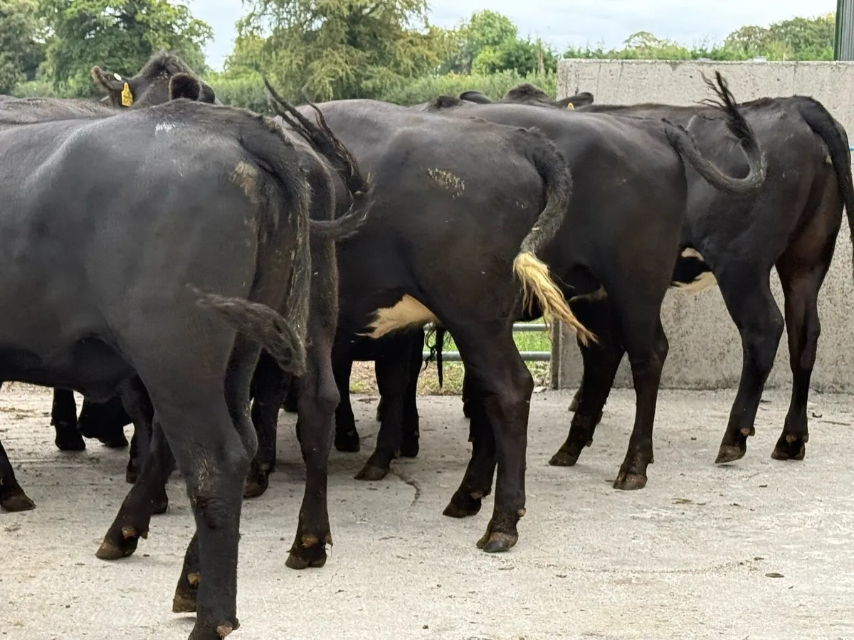 10 Aberdeen Angus Store Heifers (470kgs) - Image 3