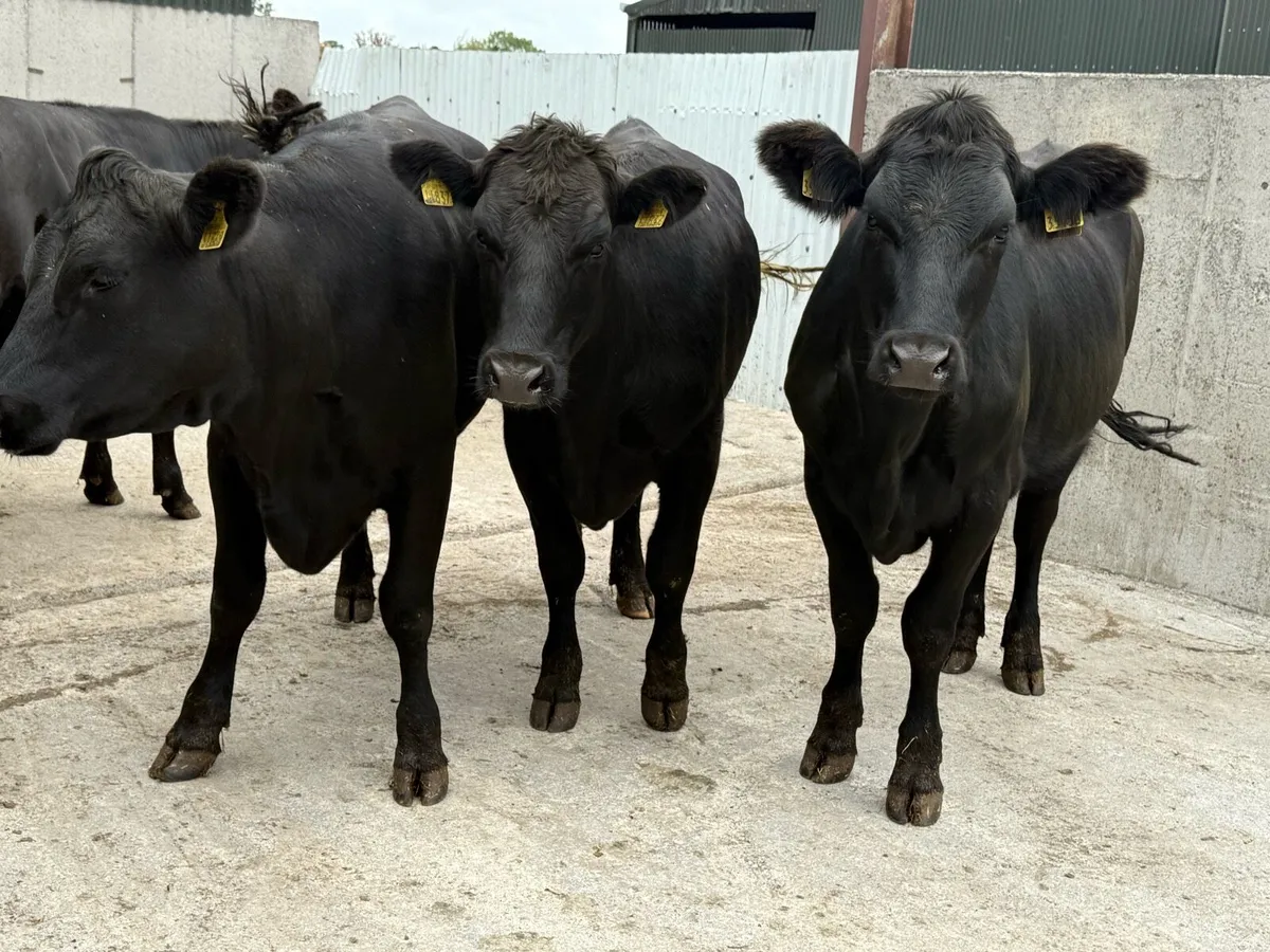 10 Aberdeen Angus Store Heifers (470kgs) - Image 4