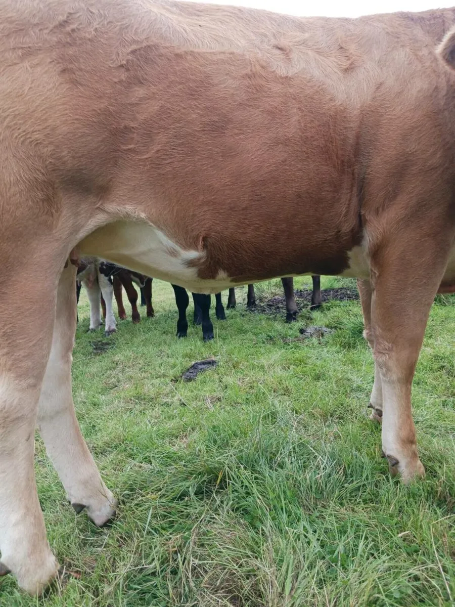 Breeding heifer - Image 2