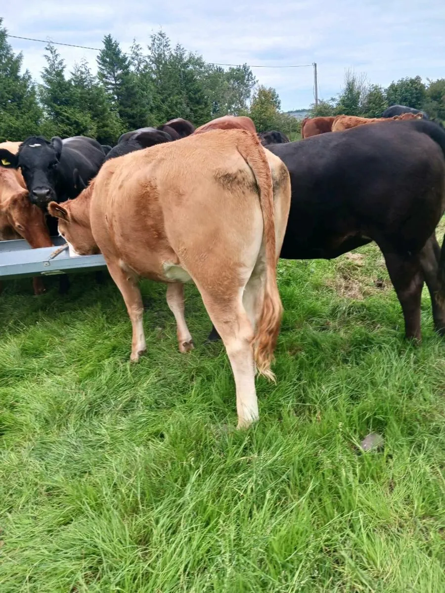 Breeding heifer - Image 3
