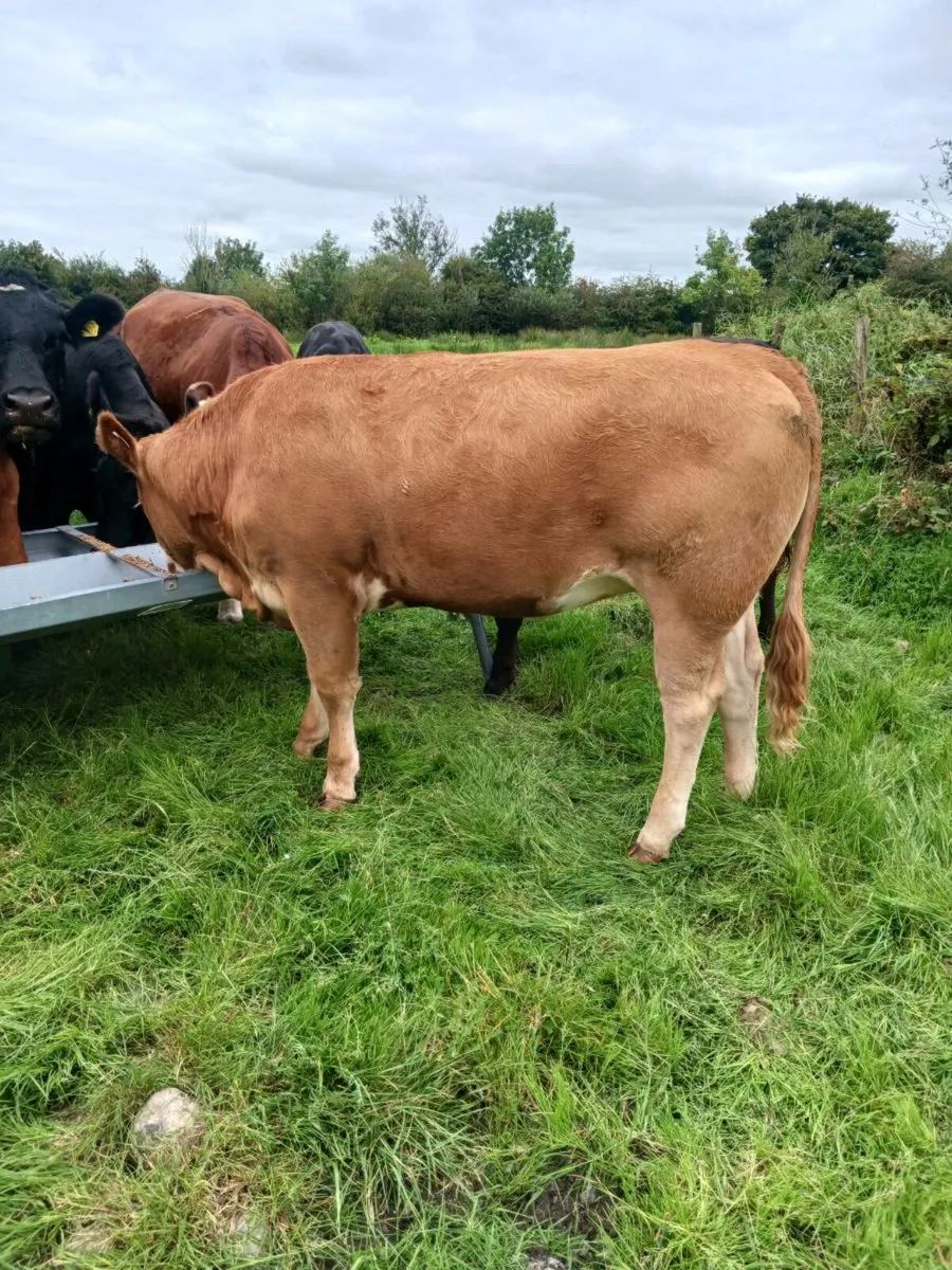 Breeding heifer - Image 4