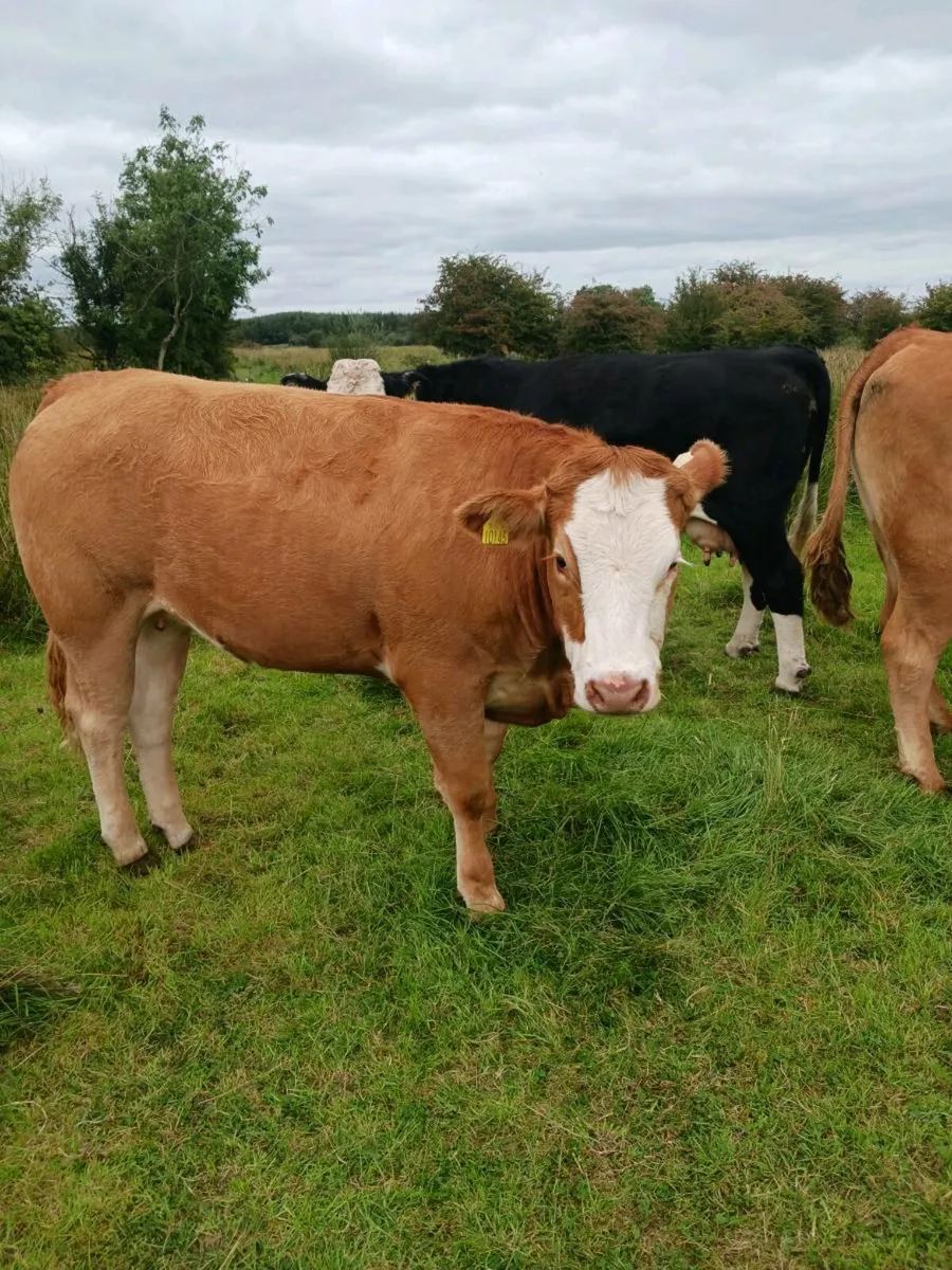Breeding heifer - Image 1