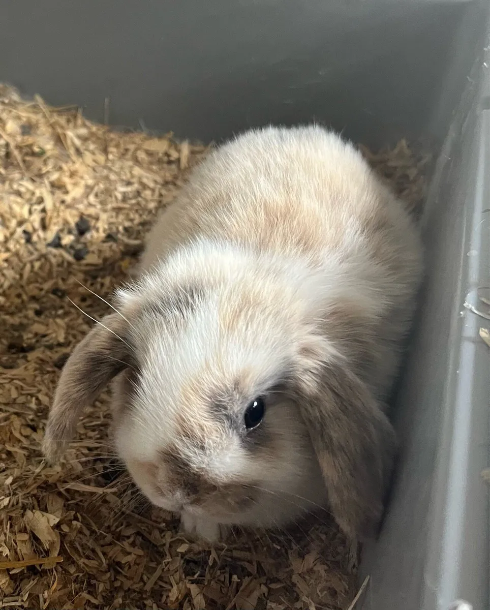Beautiful lop eared bunny’s & bunny bundle - Image 1