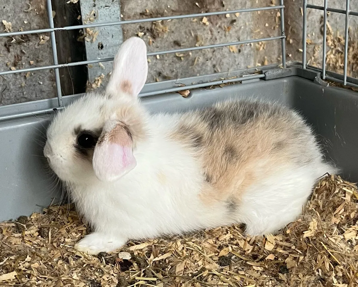 Beautiful lop eared bunny’s & bunny bundle - Image 2
