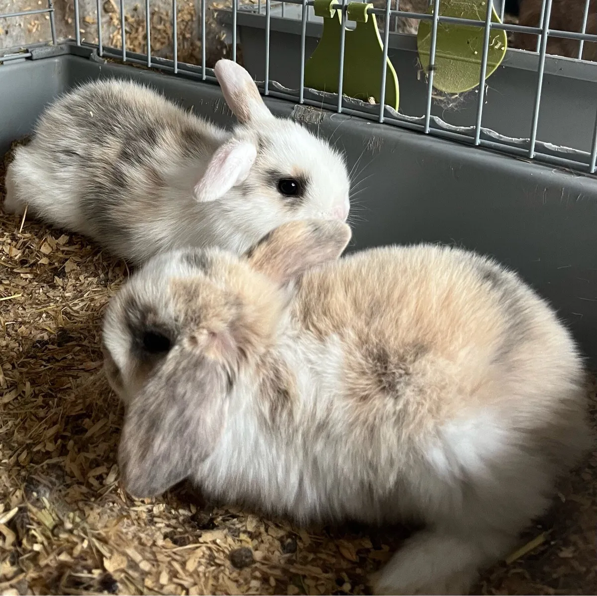 Beautiful lop eared bunny’s & bunny bundle - Image 3