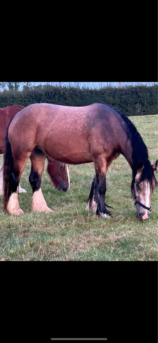 14 /1.     2 year old filly - Image 1