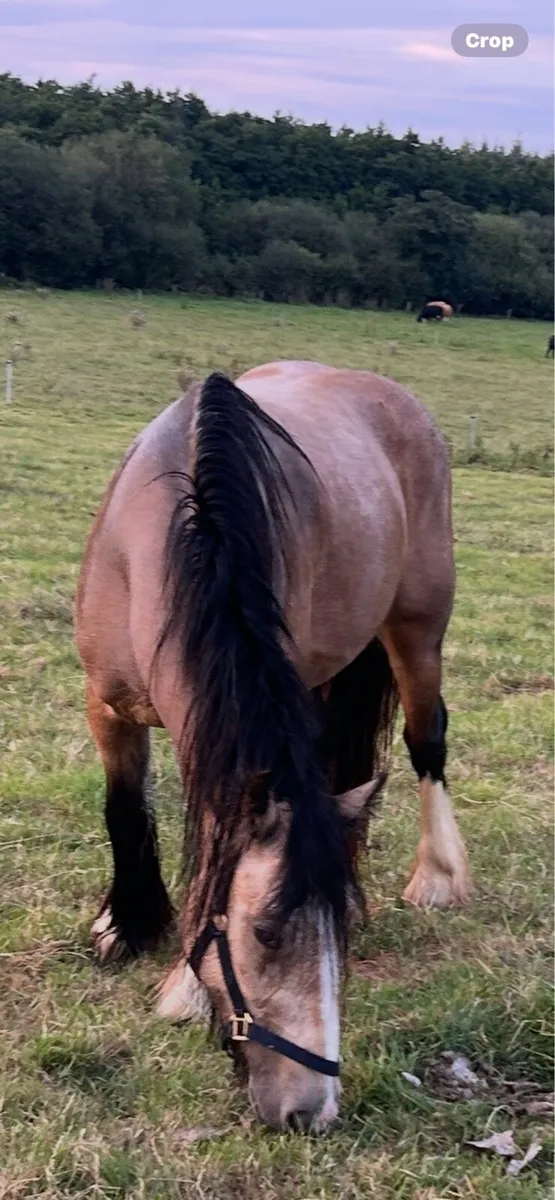 14 /1.     2 year old filly - Image 2
