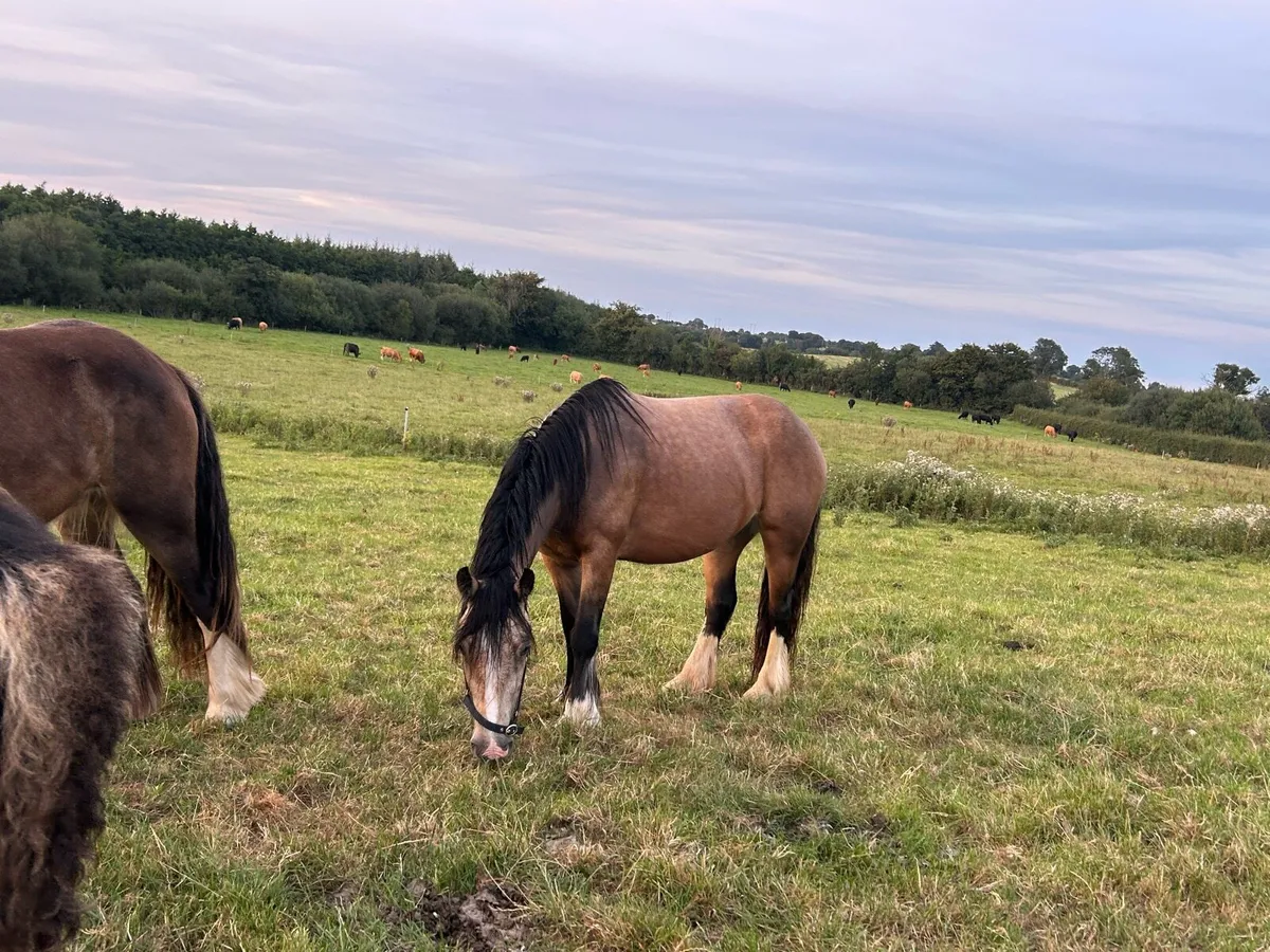 14 /1.     2 year old filly - Image 3