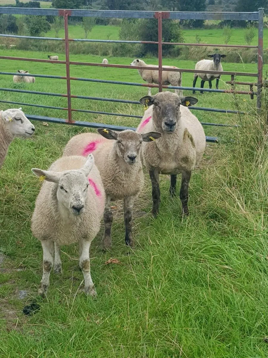 Ewes with lambs - Image 1