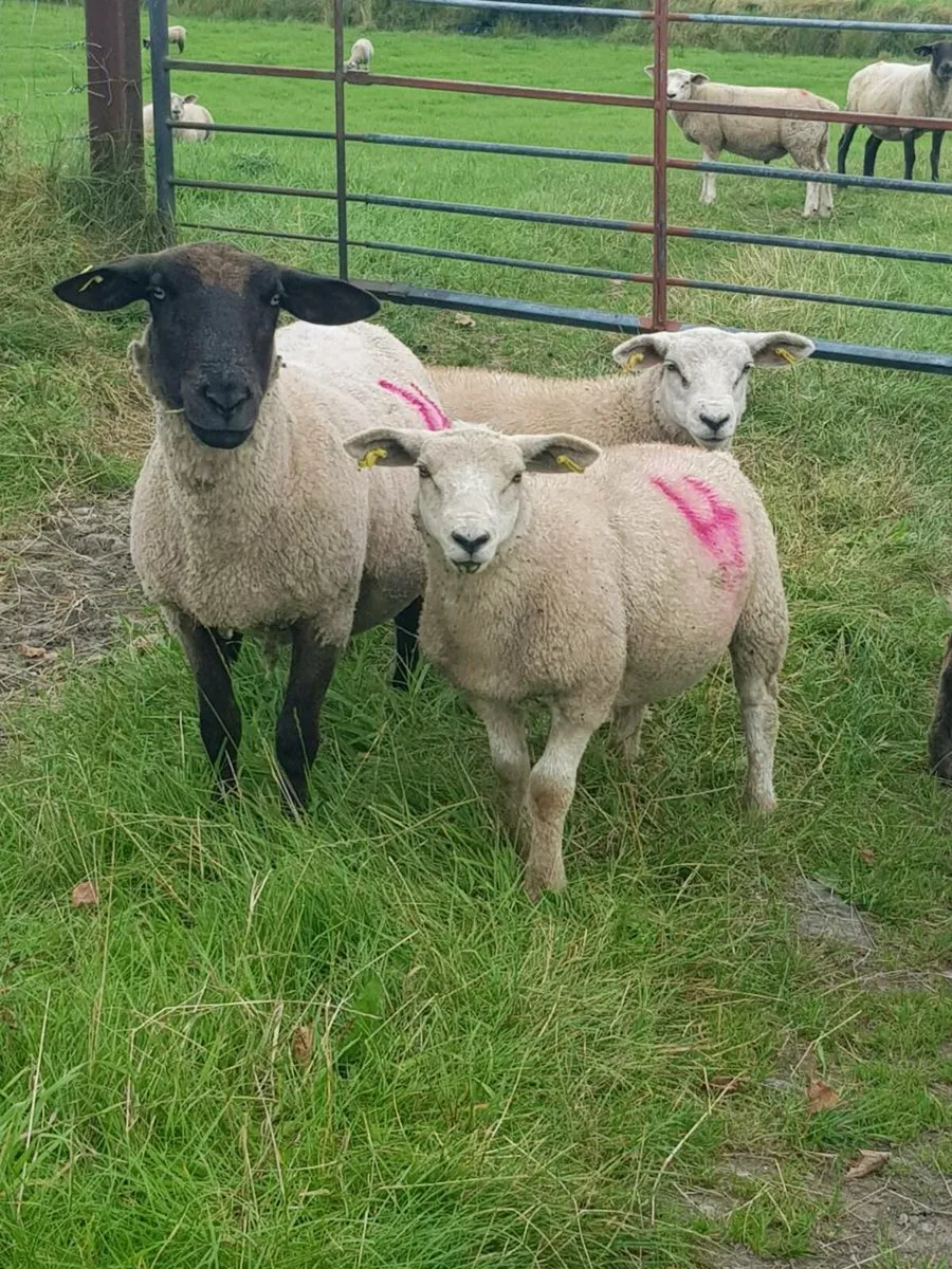 Ewes with lambs - Image 2