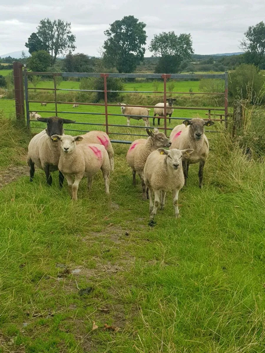 Ewes with lambs - Image 3