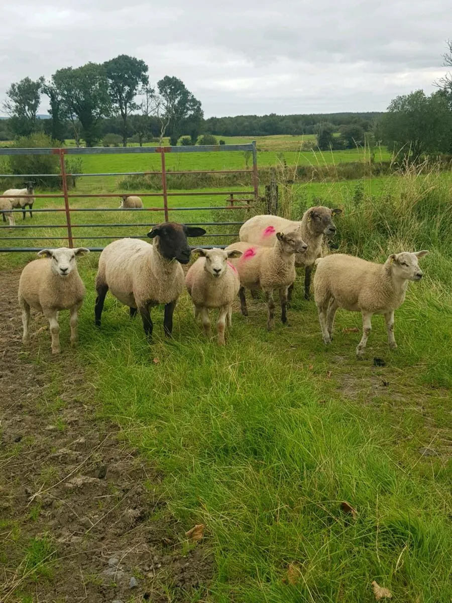 Ewes with lambs - Image 4