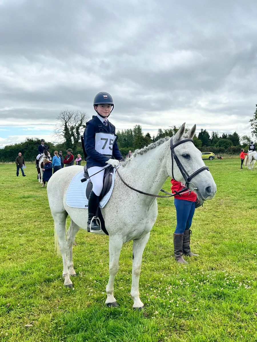14.2 gelding - Image 1