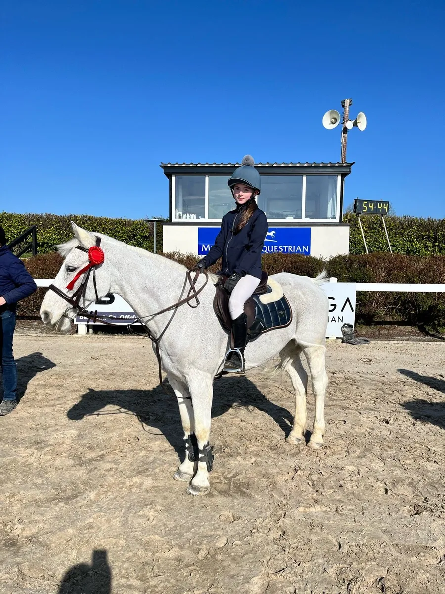 14.2 gelding - Image 3