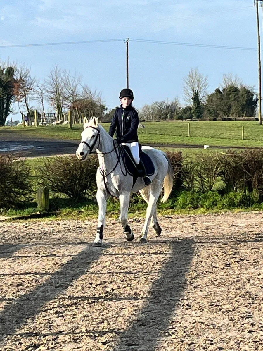 14.2 gelding - Image 4