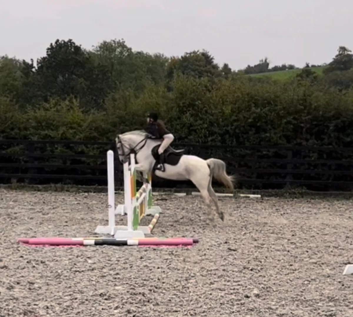 14.2 gelding - Image 2