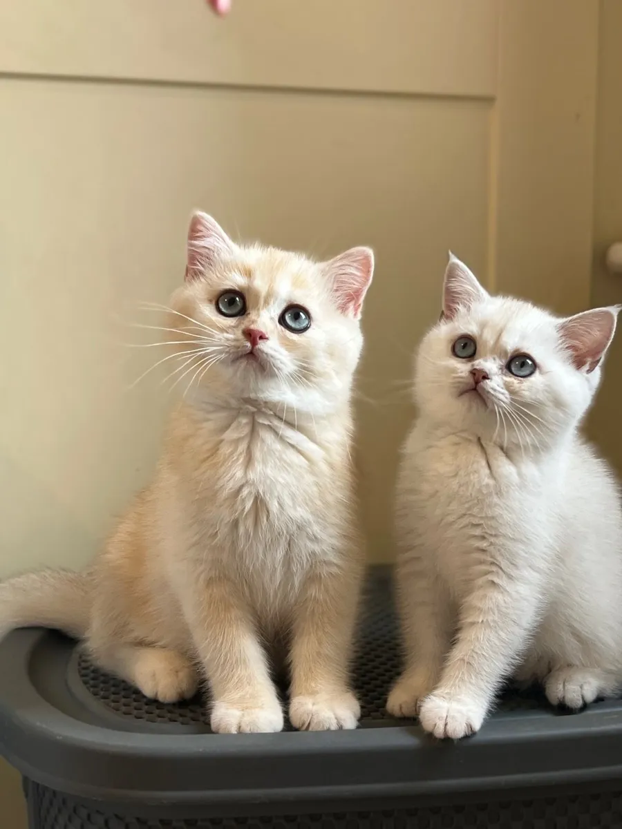British Kittens - Image 1