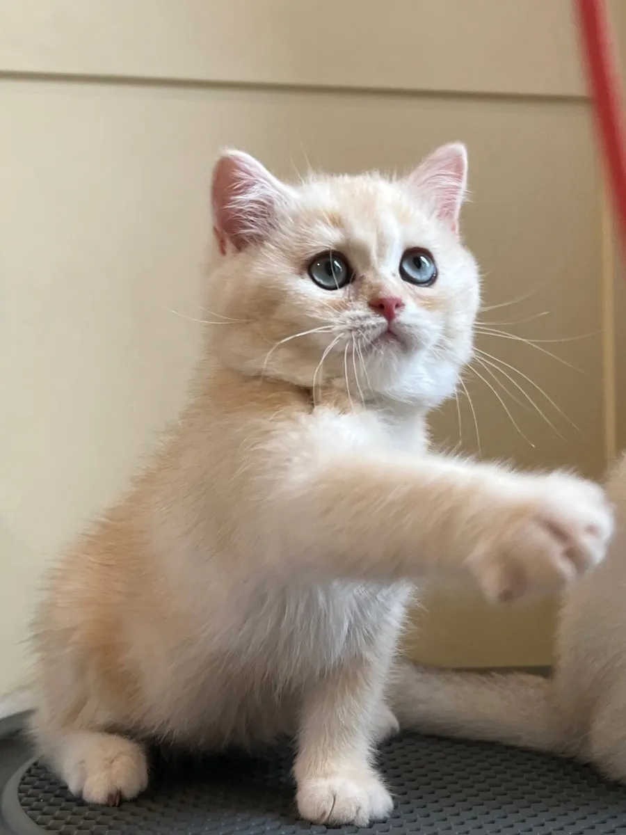 British Kittens - Image 2