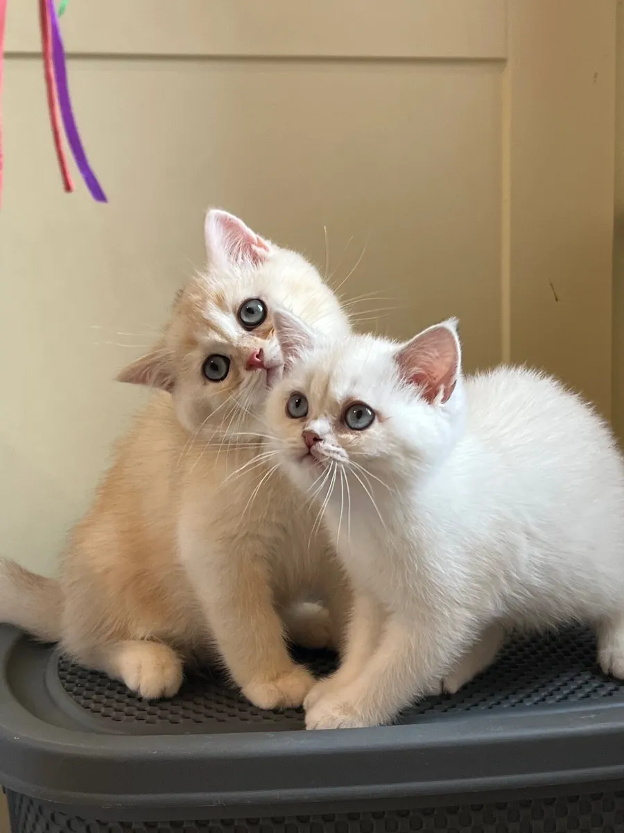 British Kittens - Image 3