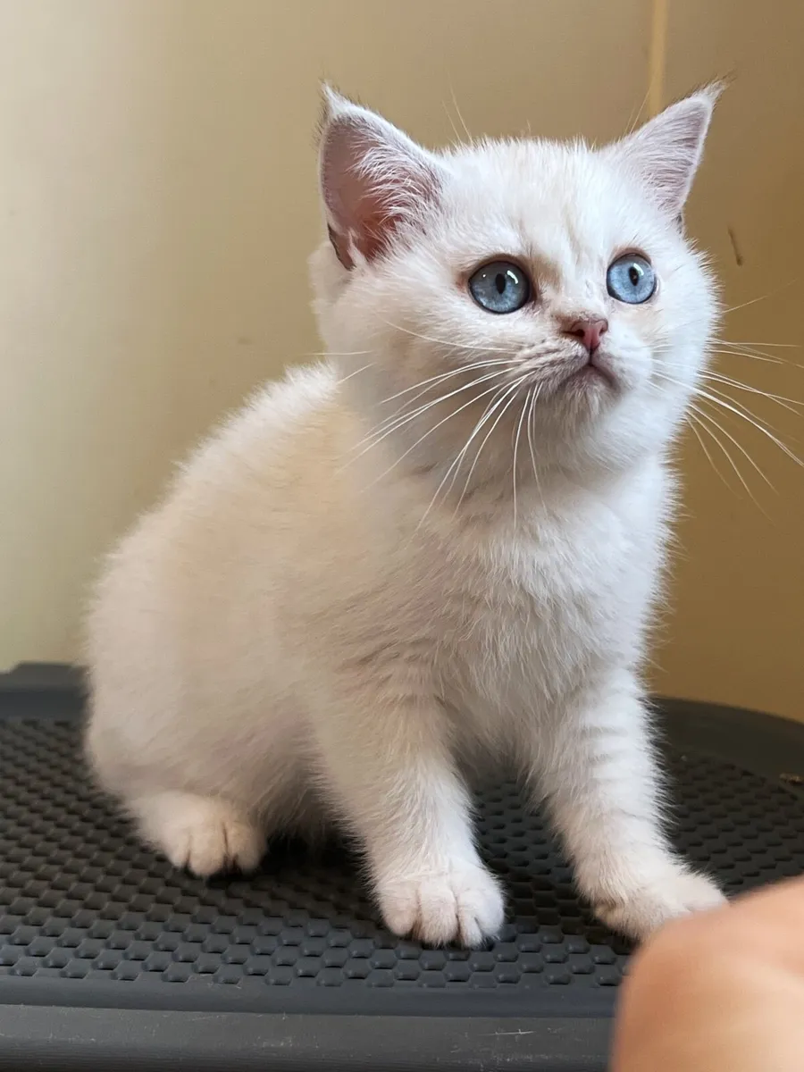 British Kittens - Image 4