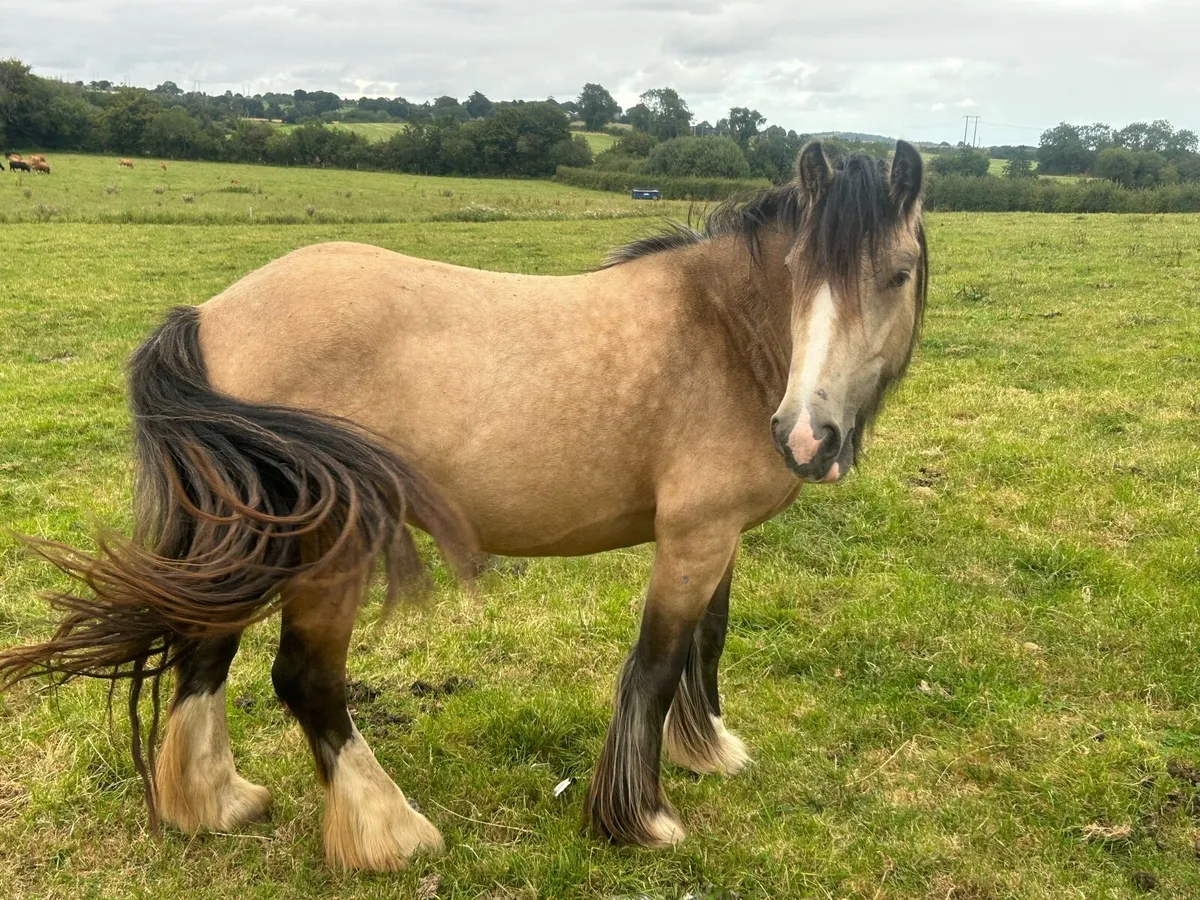 14 /1.     2 year old filly - Image 4