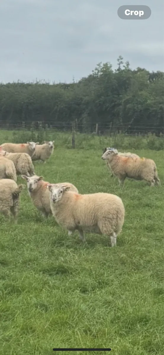 Store lambs for sale - Image 1