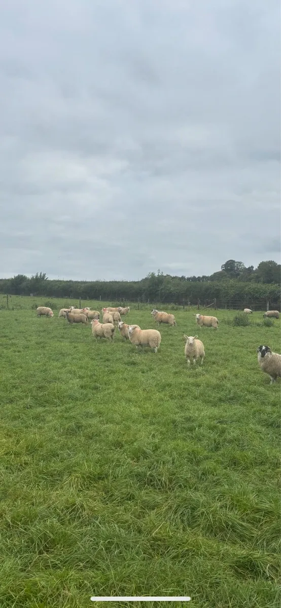 Store lambs for sale - Image 2