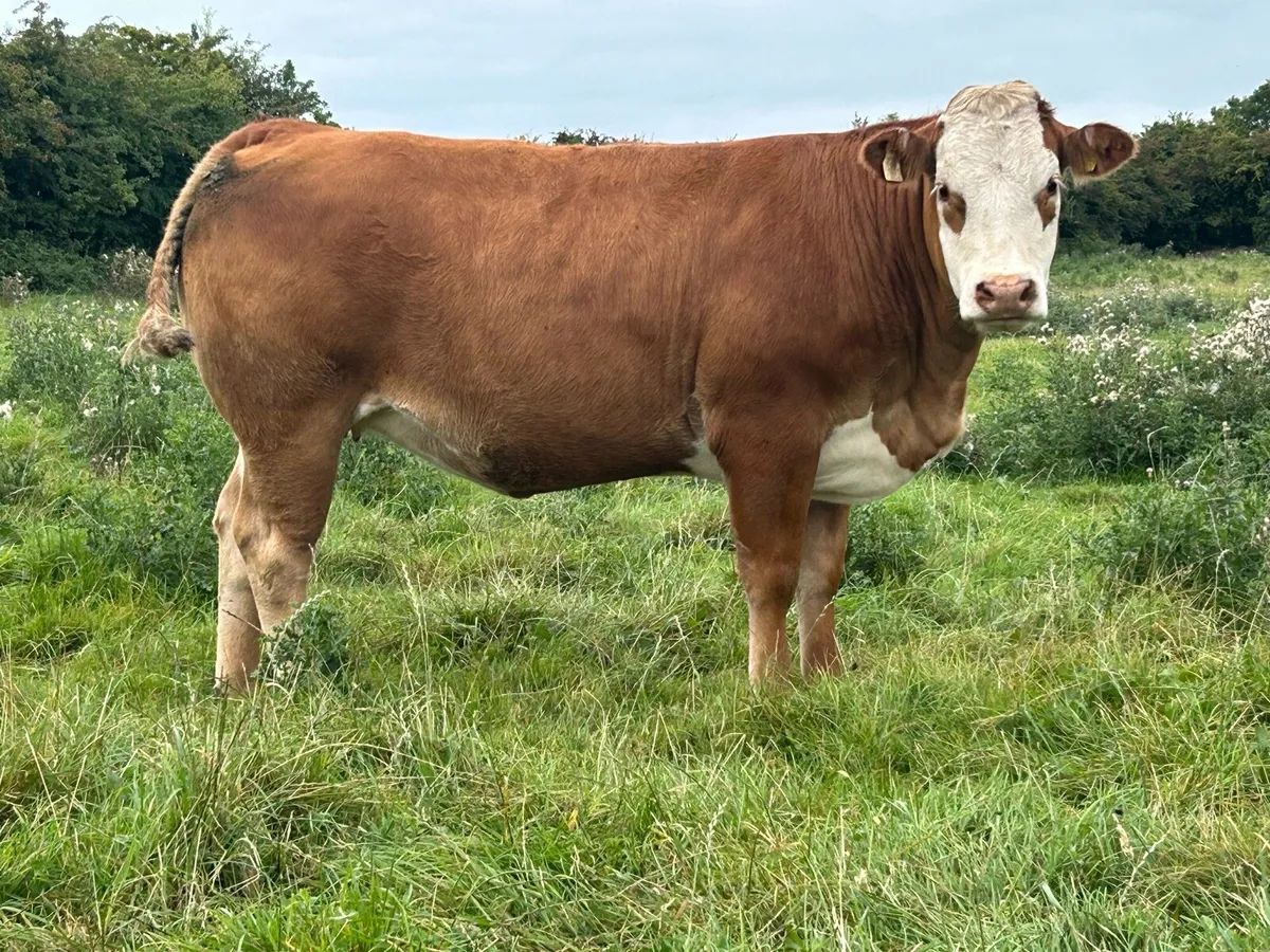 16 super incalf heifers - Image 1