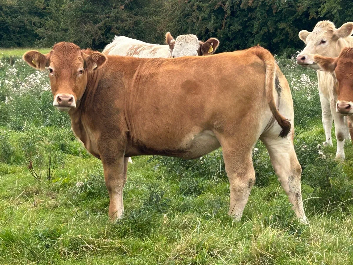 16 super incalf heifers - Image 2