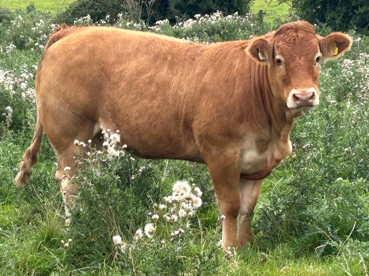 16 super incalf heifers - Image 3