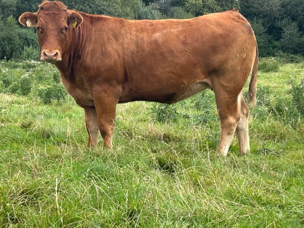 16 super incalf heifers - Image 4