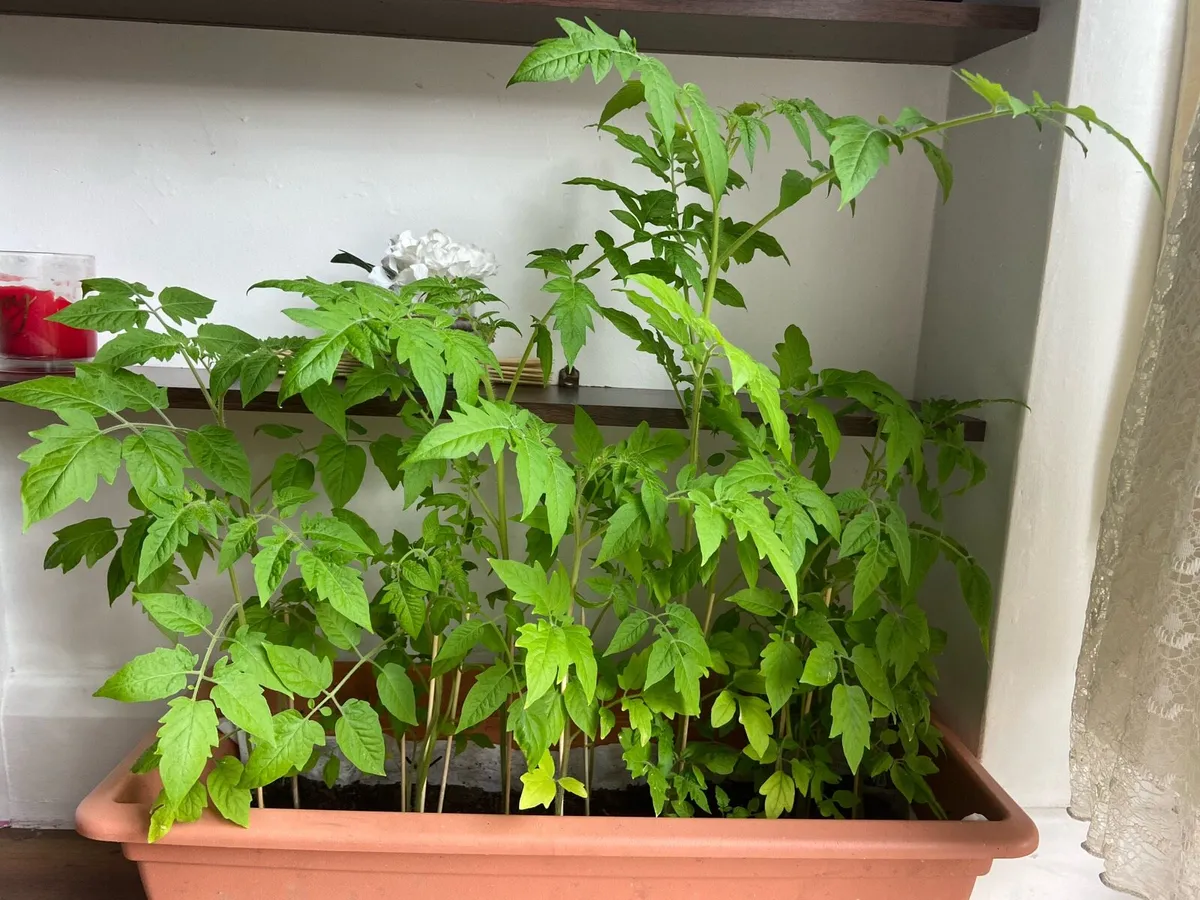 Tomatoes 🍅 around 50 plants is 25€ for all - Image 1