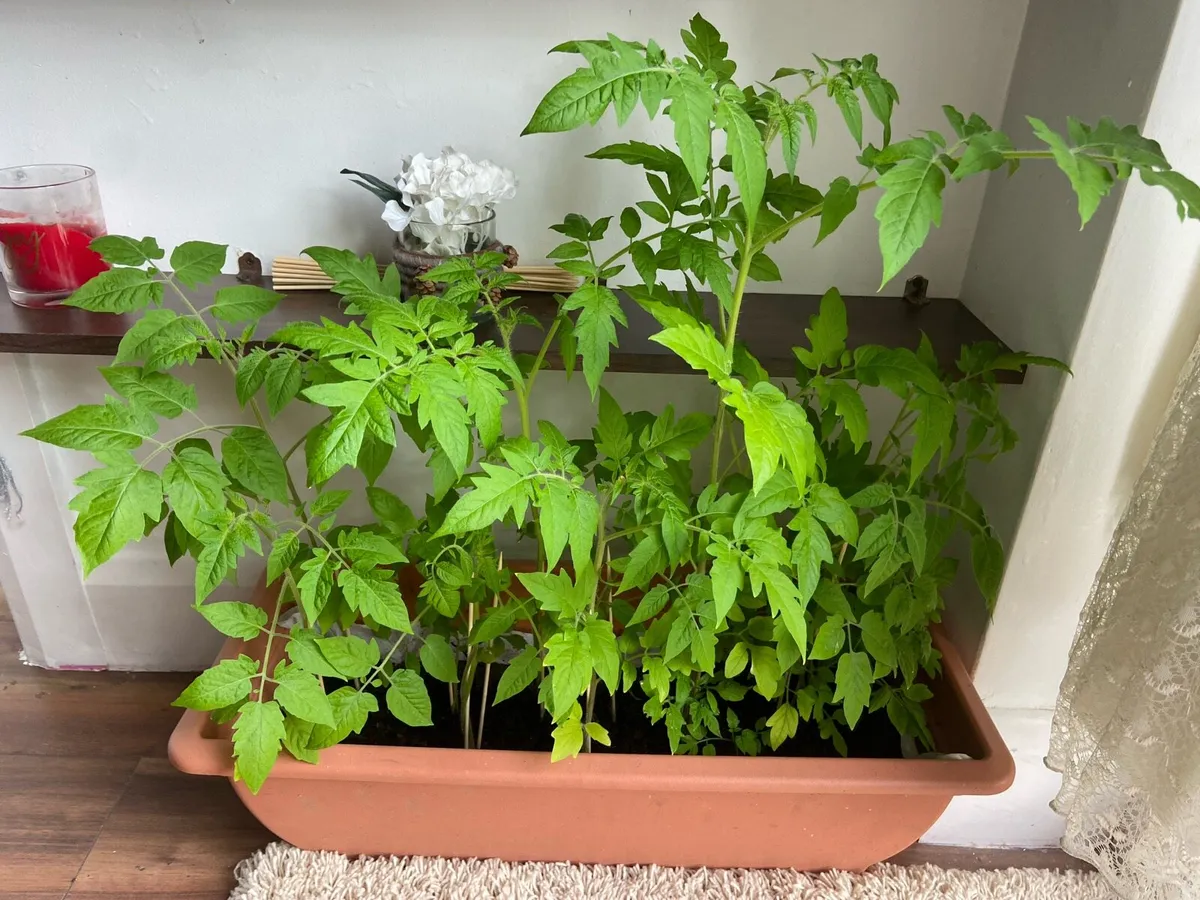 Tomatoes 🍅 around 50 plants is 25€ for all - Image 2