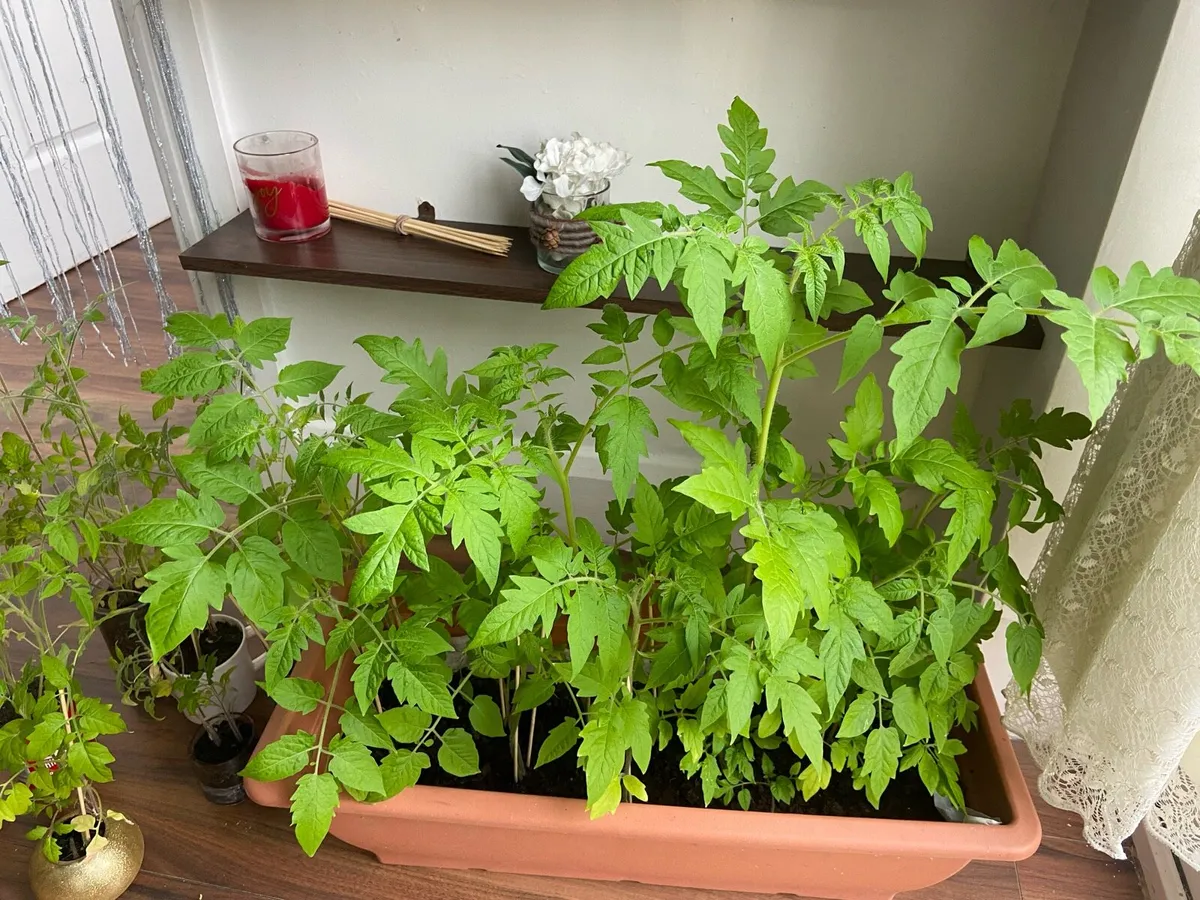 Tomatoes 🍅 around 50 plants is 25€ for all - Image 3