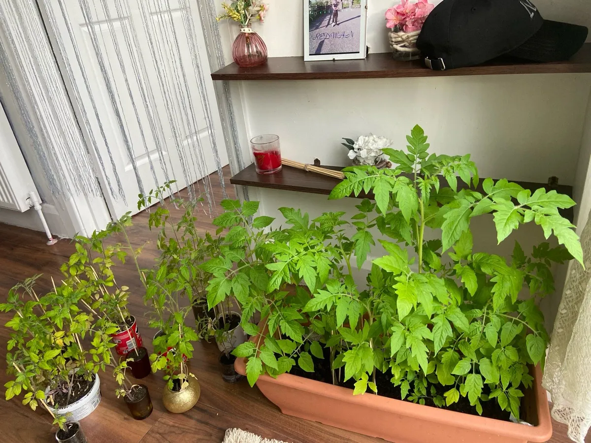 Tomatoes 🍅 around 50 plants is 25€ for all - Image 4