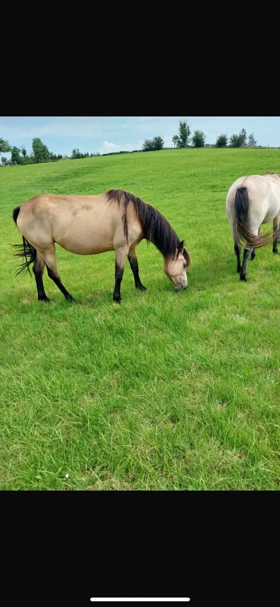 3 year old dun Connemara filly - Image 3