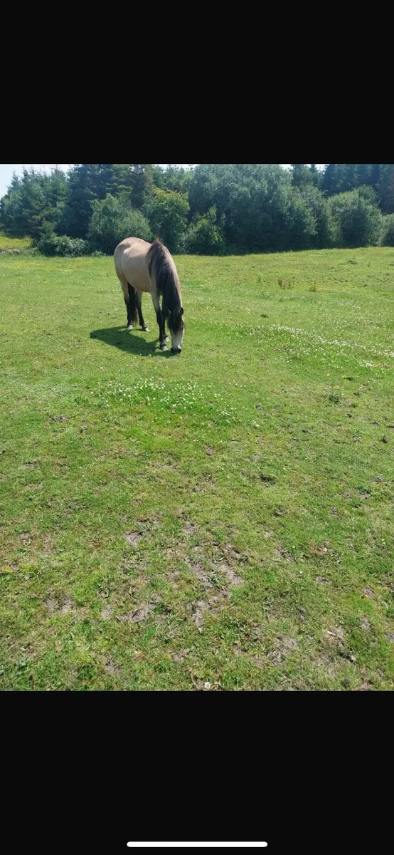 3 year old dun Connemara filly - Image 2