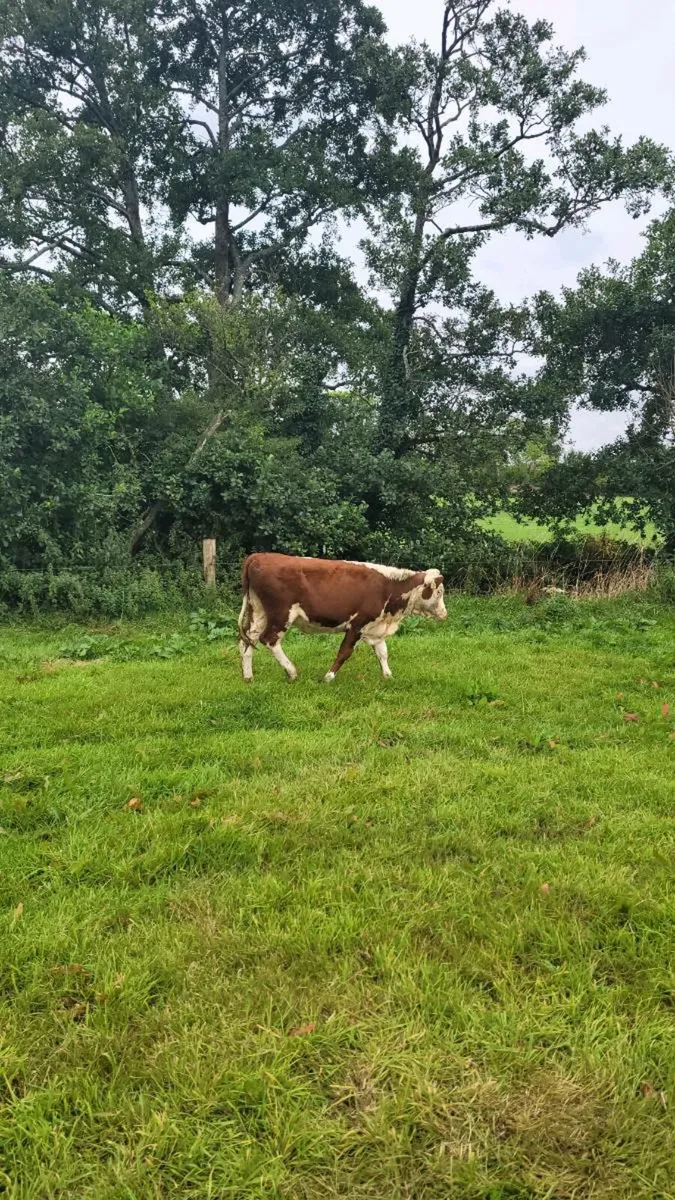 4 Angus and 2 hereford  heifers - Image 1